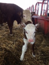 new-calf